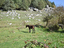 Immagine 9