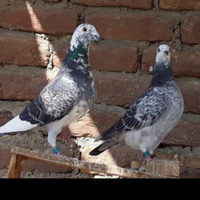 Piccioni