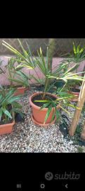4 palme  palma Trachycarpus fortunei,