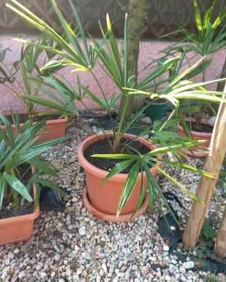 4 palme  palma Trachycarpus fortunei,