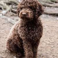 Ultimo Lagotto Romagnolo maschio