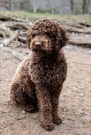 Ultimo Lagotto Romagnolo maschio