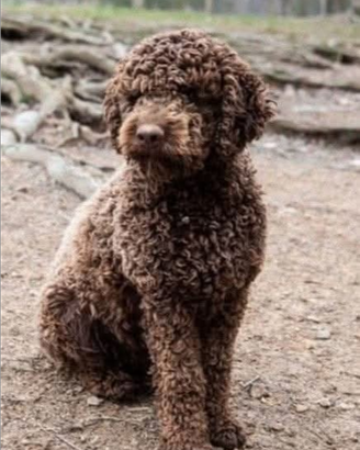 Ultimo Lagotto Romagnolo maschio
