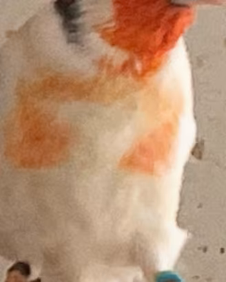 Cardellini mayor