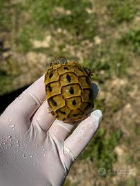 Tartaruga