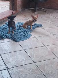 Chihuahua