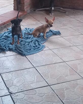Chihuahua