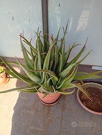 aloe vera