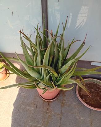 aloe vera