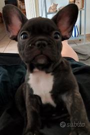 Femminuccia di bulldog francese 2 mesi 350