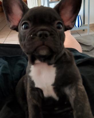 Femminuccia di bulldog francese 2 mesi 350