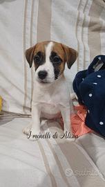 Cuccioli di Jack russell terrier con pedigree 