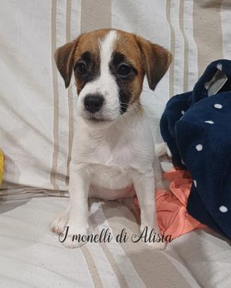 Cuccioli di Jack russell terrier con pedigree 