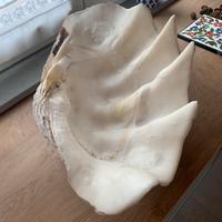 Tridacna originale di grandi dimensioni