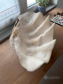 Tridacna originale di grandi dimensioni