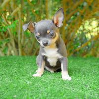 Cucciolo di Chihuahua disponibile