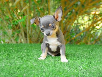 Cucciolo di Chihuahua disponibile