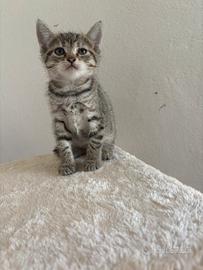 Cuccioli mici