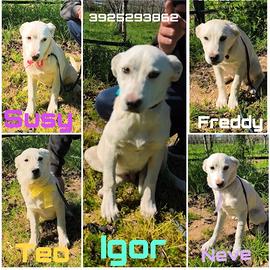 Fratellini taglia media contenuta in adozione