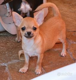 Cucciola chihuahua con pedigree enci