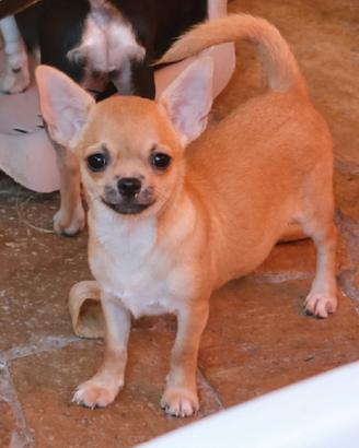 Cucciola chihuahua con pedigree enci