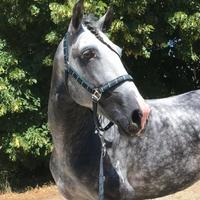 Stallone PRE-5 Anni- ottimi risultati nel Dressage