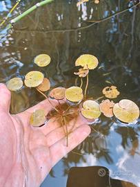 Pianta galleggiante Hydrocharis 
morus ranae 