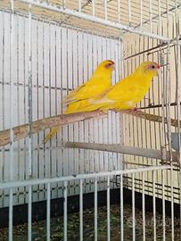 Coppia pappagalli kakariki