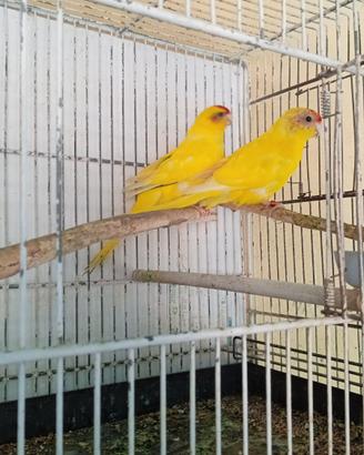 Coppia pappagalli kakariki