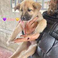 Cucciola cucciolo cane dolce adotta 2 mesi e mezzo