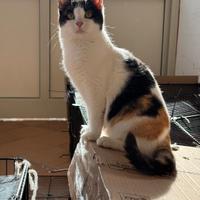 Gattina Atena 8 mesi