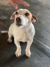 Femmina Jack Russel