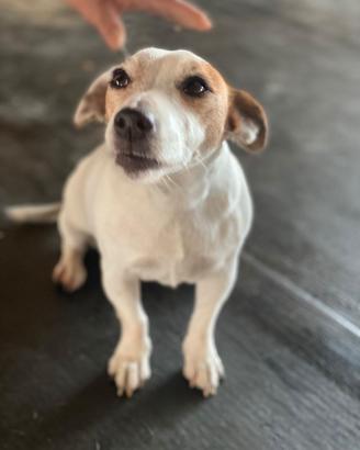 Femmina Jack Russel