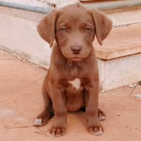 Cuccioli in adozione