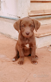 Cuccioli in adozione