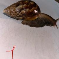 Lumache giganti africane giovani (Achatina)
