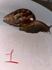 Lumache giganti africane giovani (Achatina)