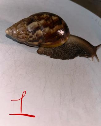Lumache giganti africane giovani (Achatina)