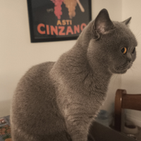 CERASIGatto maschio per accoppiamento British Shor