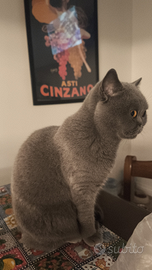 CERASIGatto maschio per accoppiamento British Shor