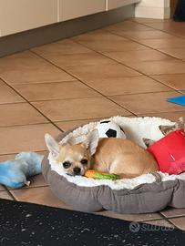 Chihuahua cucciolo