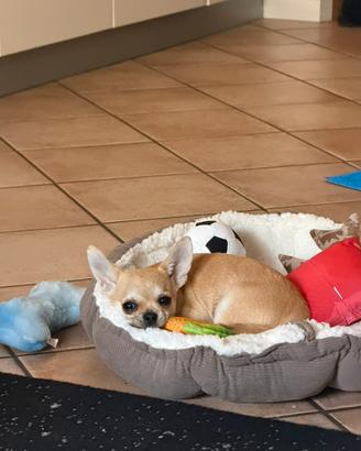 Chihuahua cucciolo