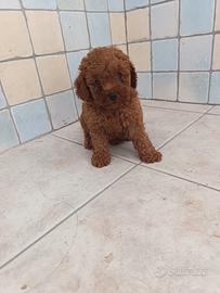 Barboncino Toy con Pedigree ENCI