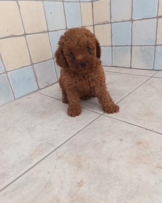 Barboncino Toy con Pedigree ENCI