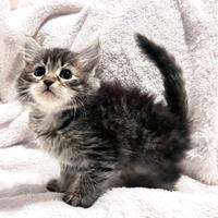 Gattina siberiana ipoallergenico Pedigree NIVES