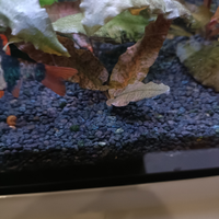 Piante acquario cryptocoryne