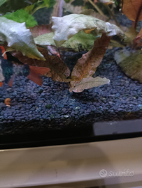 Piante acquario cryptocoryne
