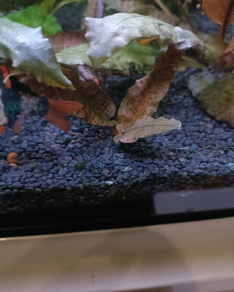 Piante acquario cryptocoryne