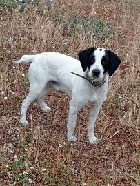 due cani tutto caccia ottimi x lepre 