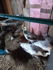 15 pavoni varie colorazioni